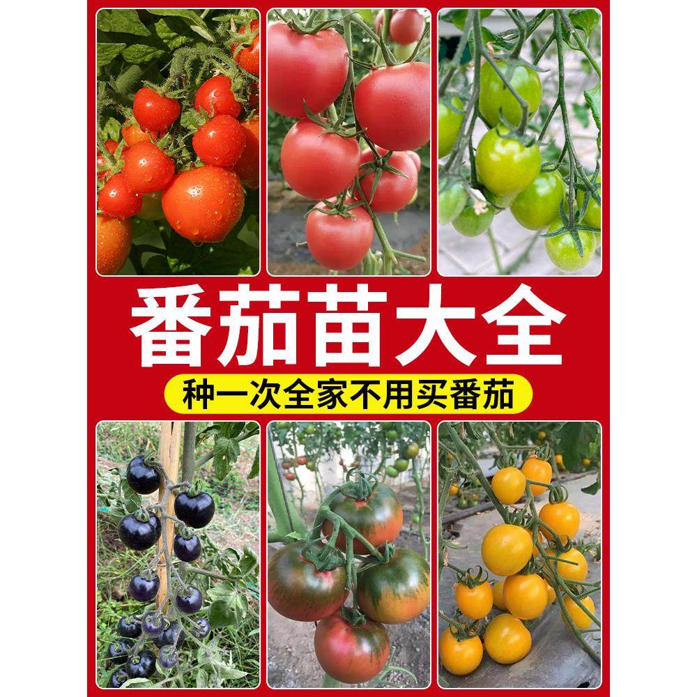 矮生番茄黑珍珠水果盆栽老