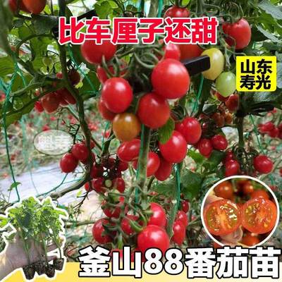 高产超甜釜山88玲珑果番茄