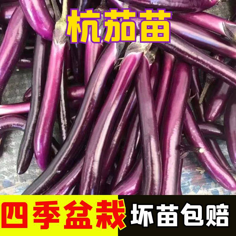 杭茄秧苗线茄苗四季盆栽阳台