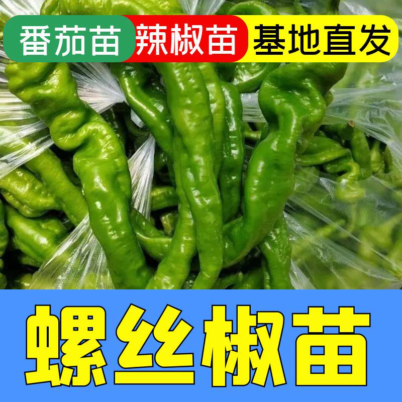正宗螺丝椒秧苗苗子四季正宗高产