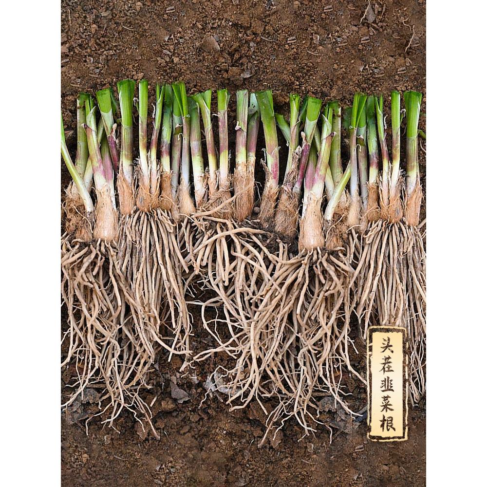 韭菜根苗紫红四季新鲜蔬种