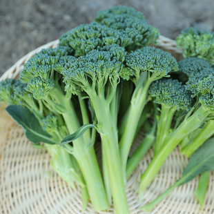 西兰苔种子种籽苗四季菜苔蔬菜孑西兰花种籽菜心秧苔菜芥蓝芥兰菜