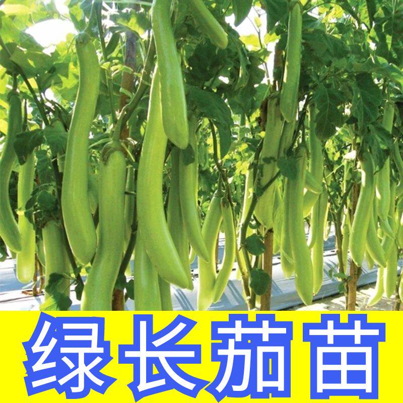 绿长茄秧苗四季正宗高产苗