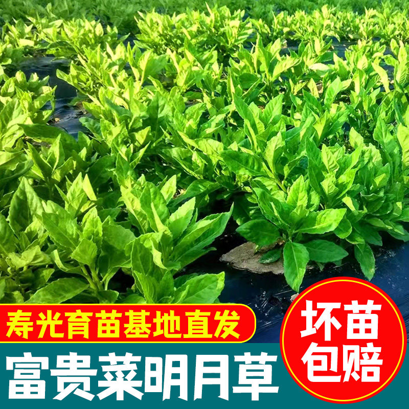 明月草苗盆栽白背菜神仙蔬