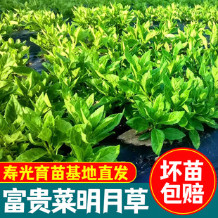 明月草苗盆栽白背菜草神仙草蔬菜种植食用植物白子菜金鸡毛草