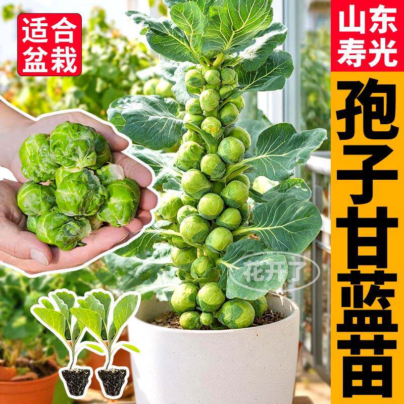 正宗孢子甘蓝苗秧高产耐寒