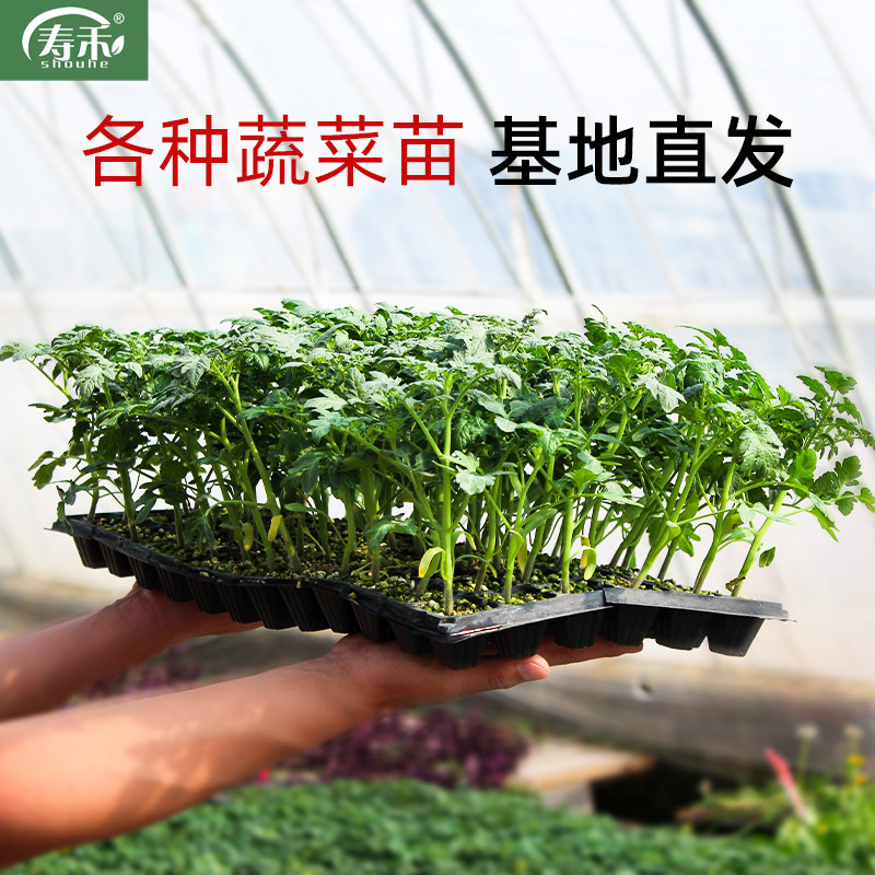 寿光蔬菜苗秧大全辣椒番茄