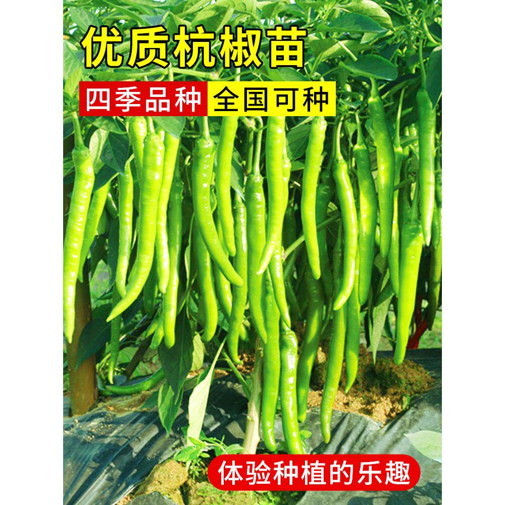 辣妹子辣椒苗种子种籽秧苗四季盆栽菜苗蔬菜特辣微辣南方二荆条春