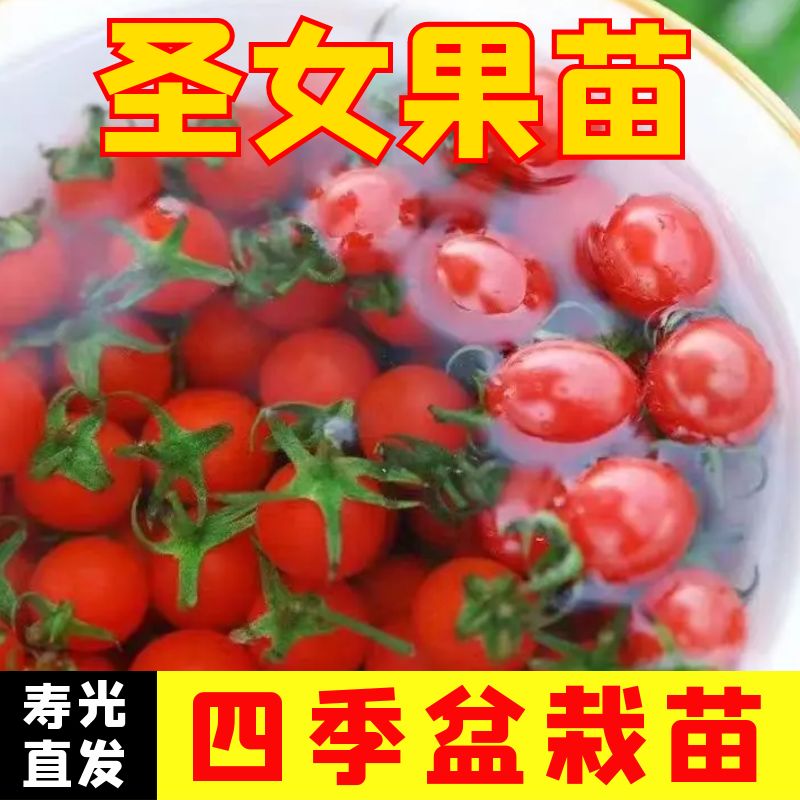 千禧秧苗圣女果苗子四季盆栽
