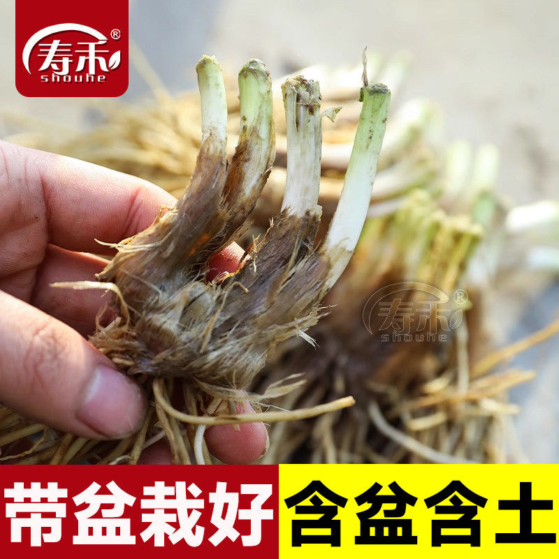 土培盆栽韭菜种子籽苗菲四