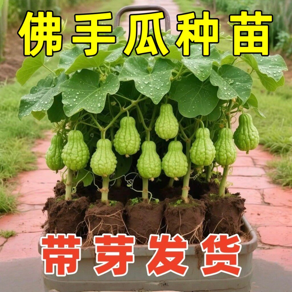 佛手瓜带芽龙须菜蔬苗庭院