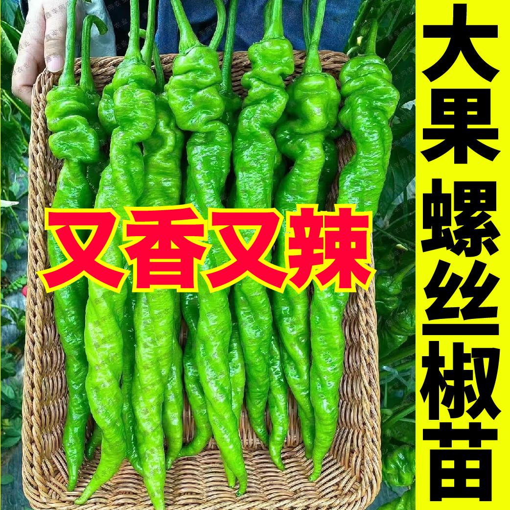山东寿光大果螺丝椒苗秧香