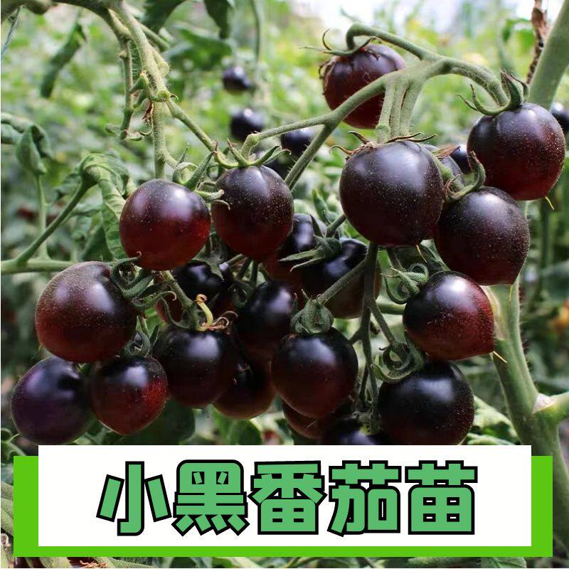 正宗小黑番茄苗子阳台盆栽