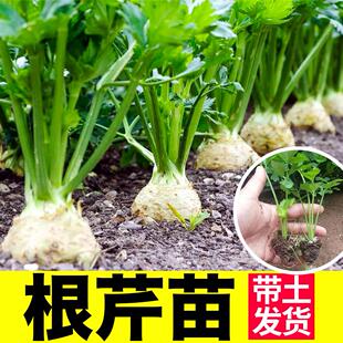 山东寿光根芹苗秧种子口感脆嫩四季高产西芹洋芹种籽阳台盆栽蔬菜