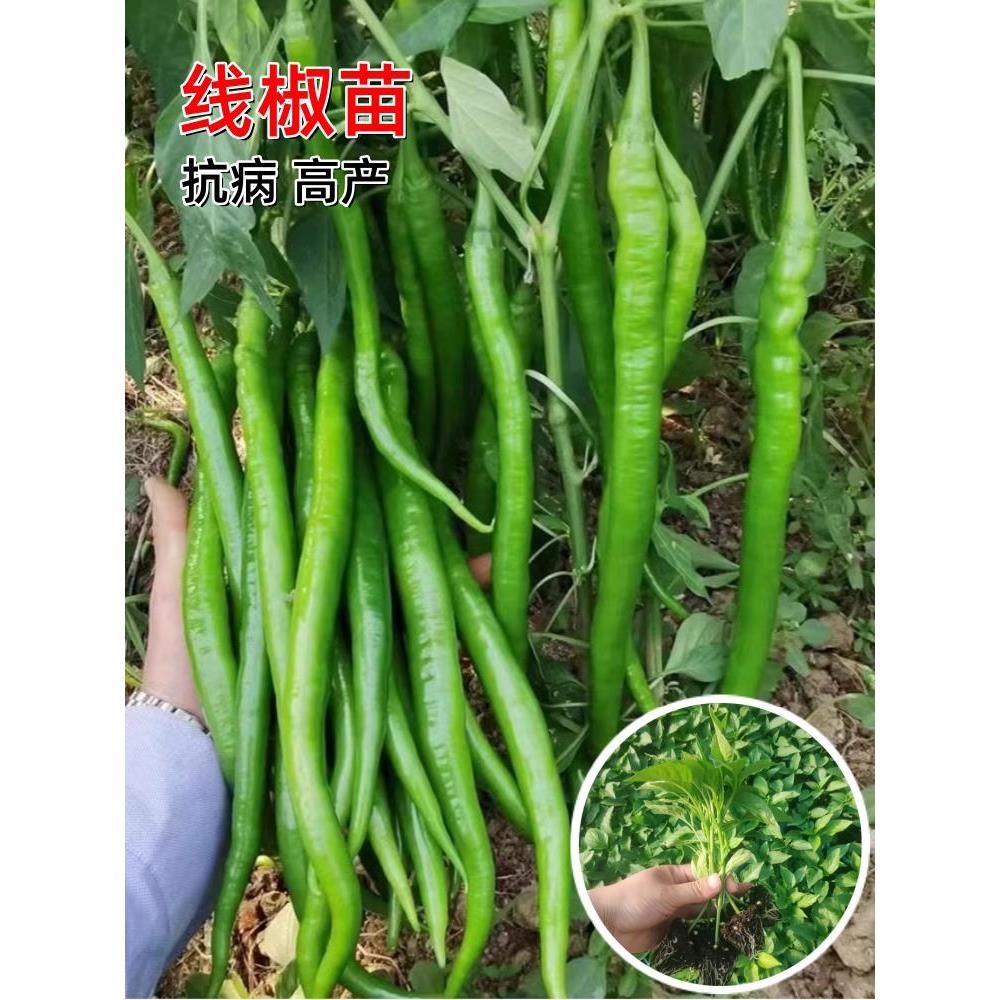 高产线椒辣苗秧长青尖二荆