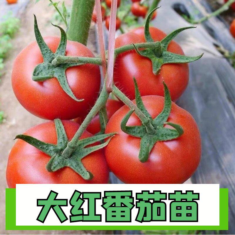 大红番茄秧苗番茄苗四季盆栽阳台