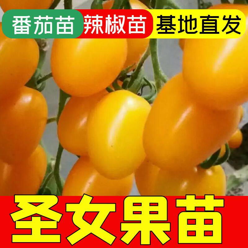 黄圣女果苗小番茄苗四季盆栽