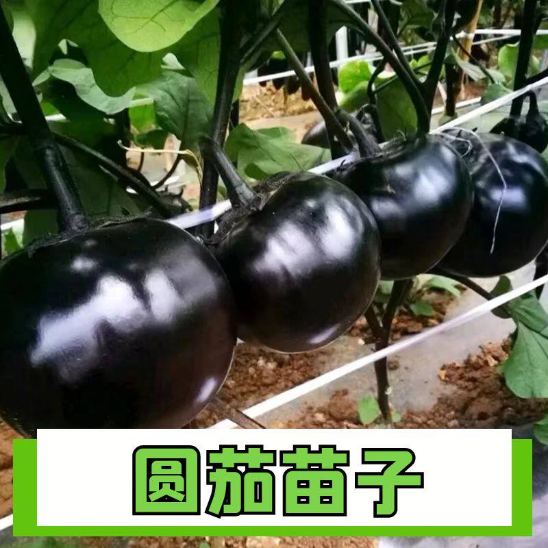 正宗圆茄苗子四季高产正宗苗子
