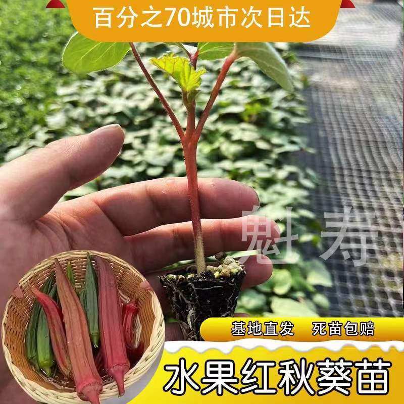 超嫩水果秋葵苗秧苗秧红黄绿秋葵大苗子四季春秋阳台盆栽苗苗
