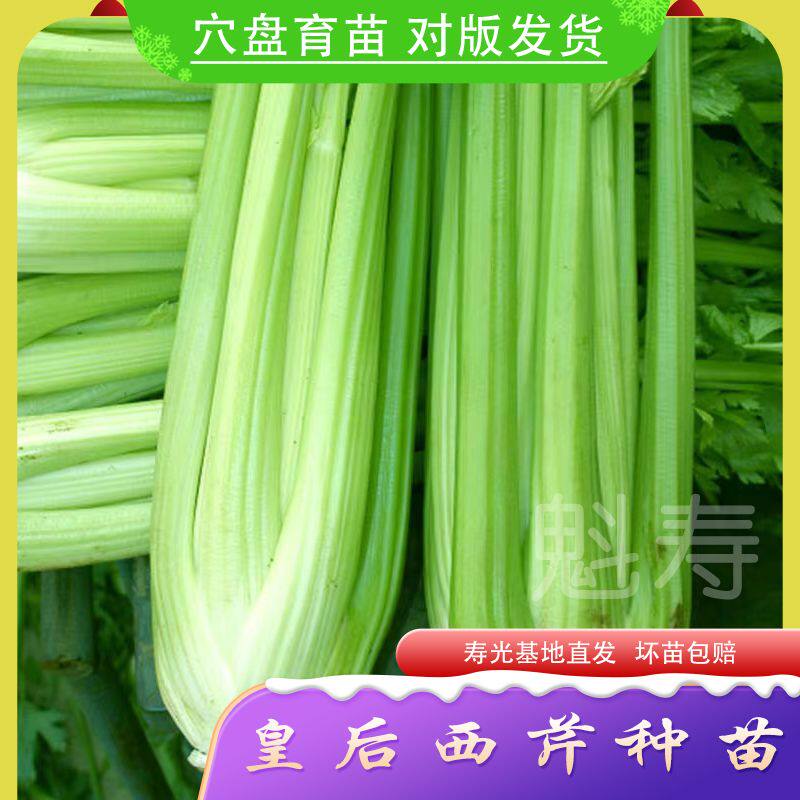 芹菜种子法国进口皇后西