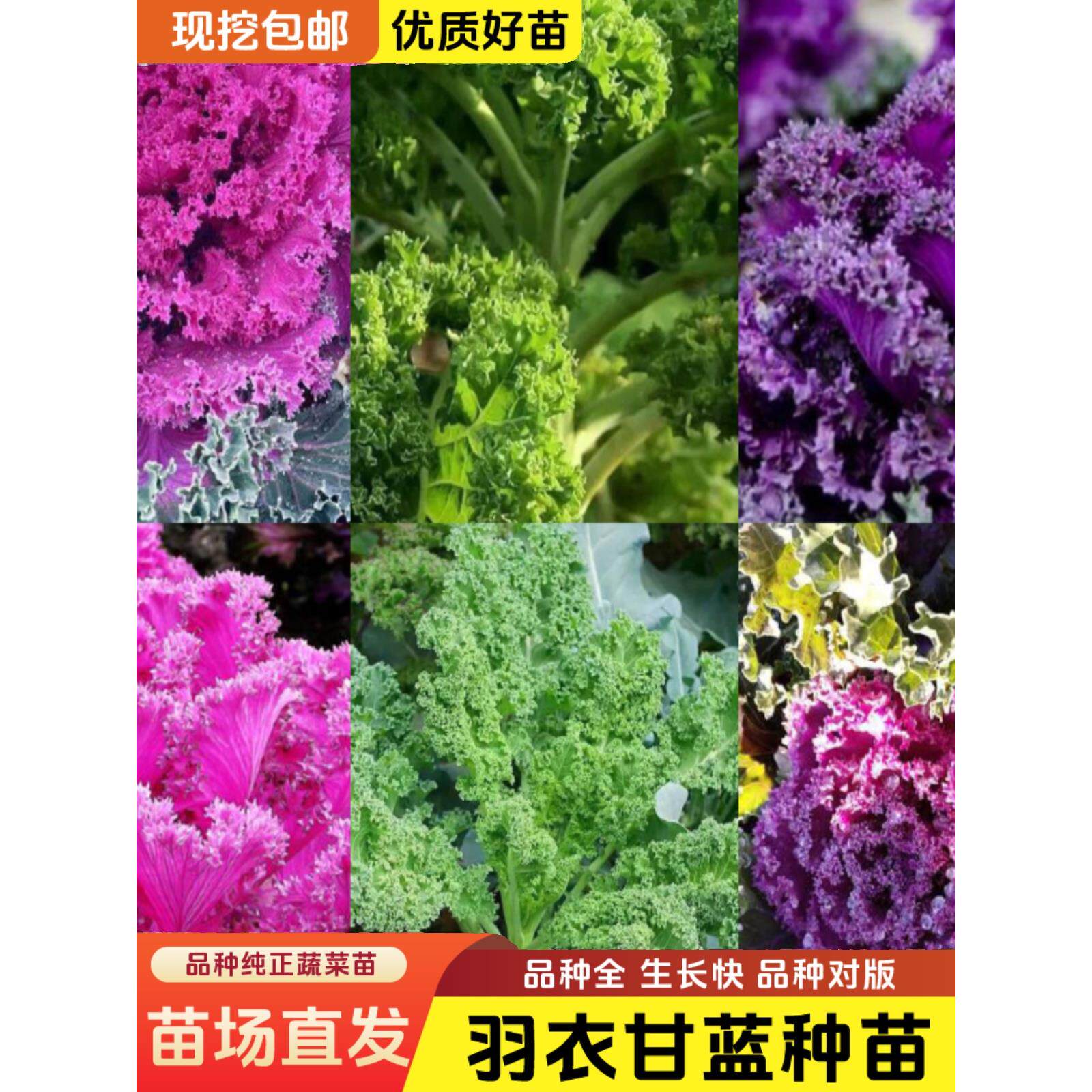 【羽衣甘蓝苗】秧高产耐寒