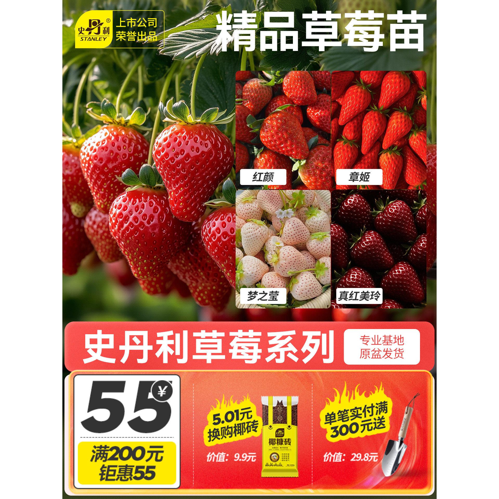 史丹利草莓苗盆栽奶油优质