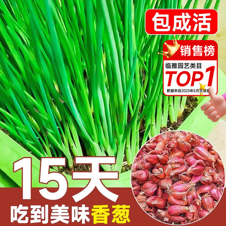 香葱种头盆栽阳台四季小子