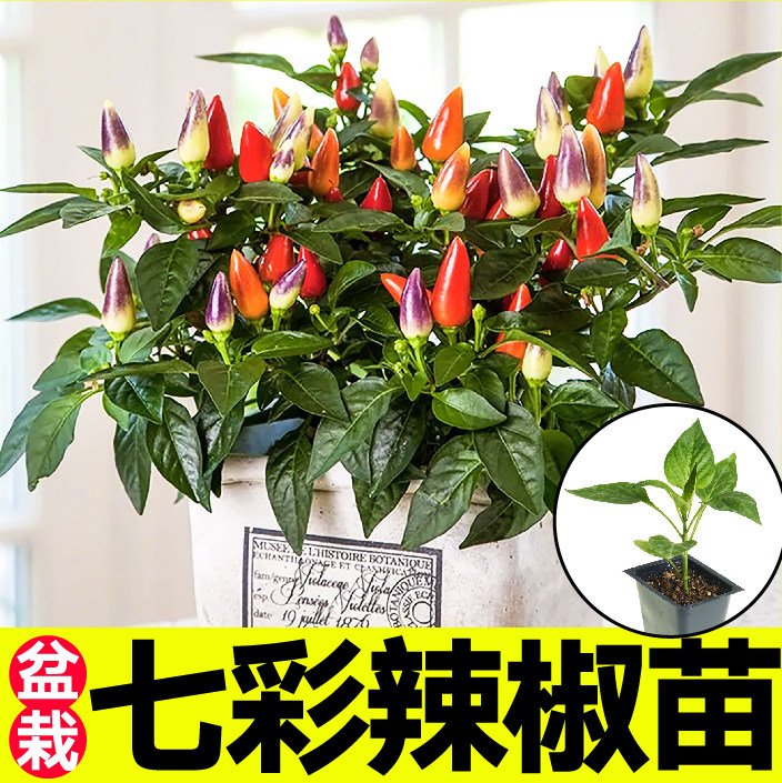 观赏食用七彩小尖椒苗秧四