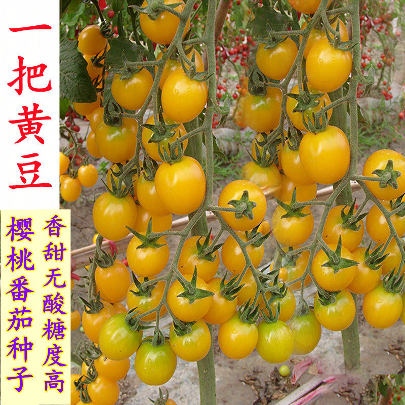 黄色夏日阳光樱桃番茄种子