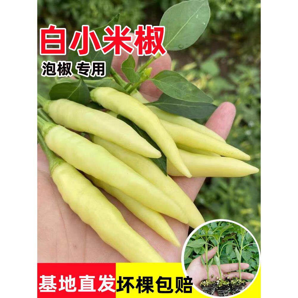 白小米椒苗辣秧玉指泡野山