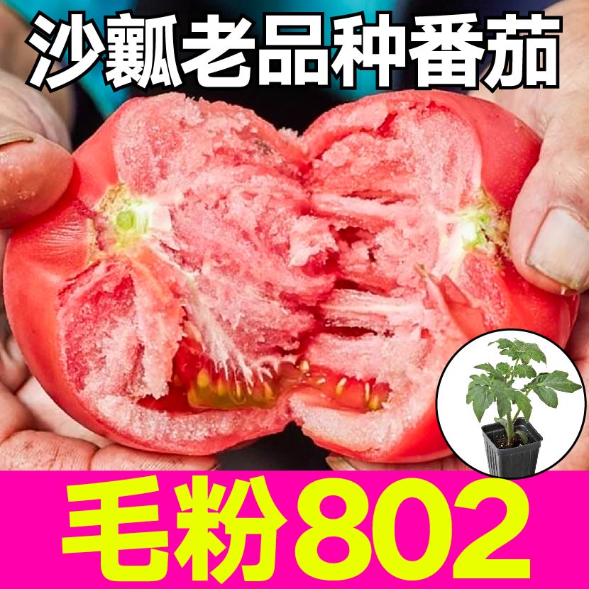 毛粉802番茄苗秧沙瓤爆甜