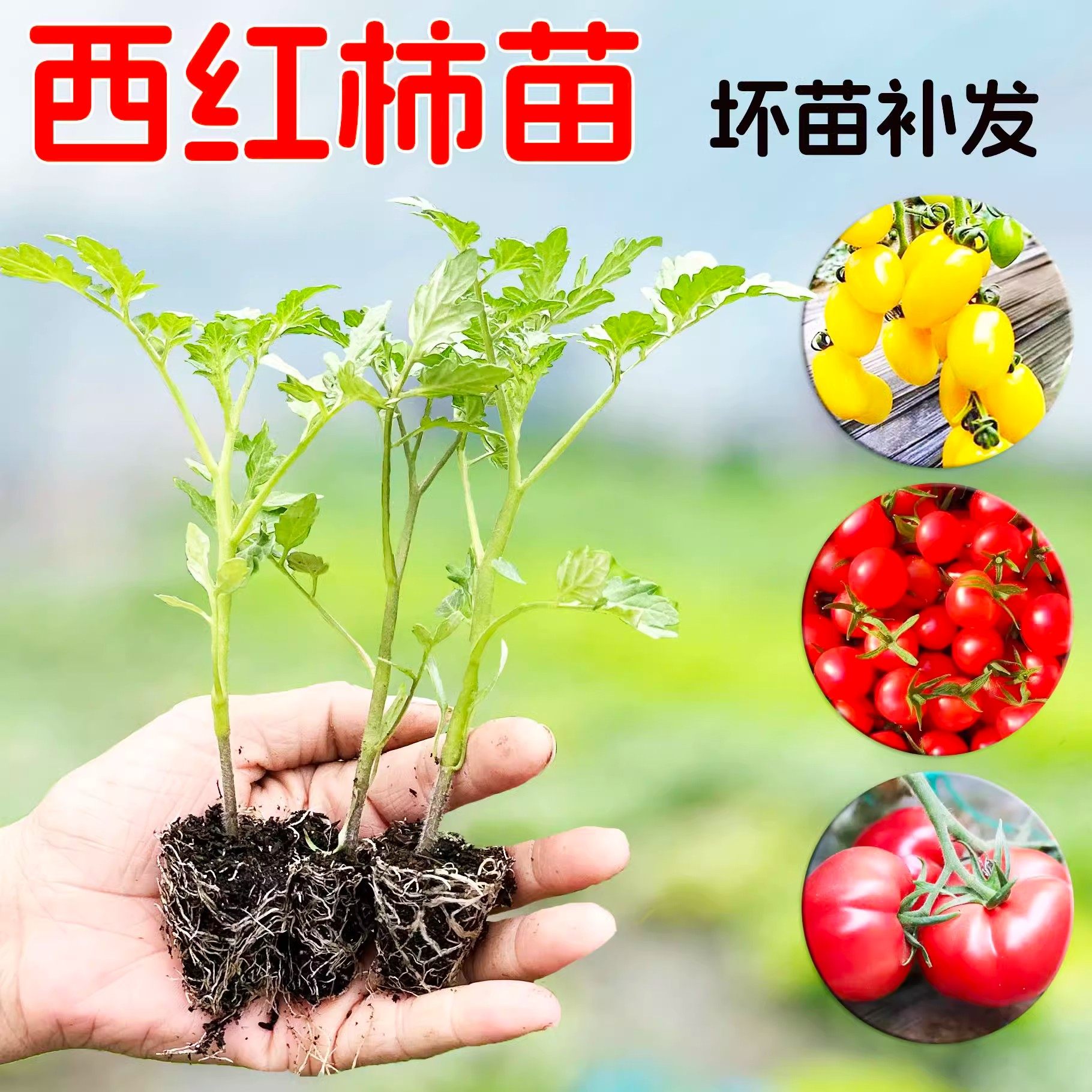四季小番茄苗秧盆栽矮生西