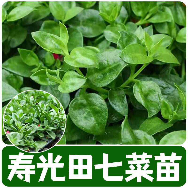 田七种苗秧食用保健菜特色