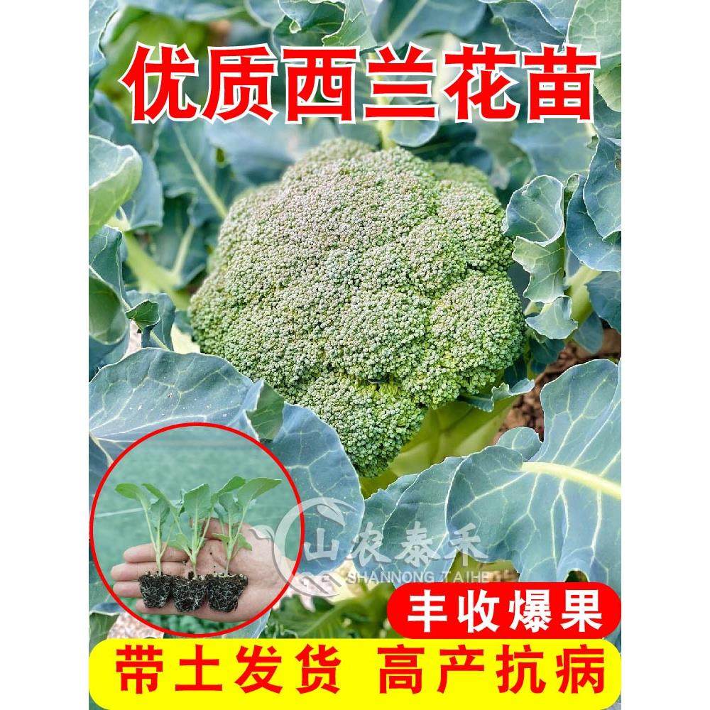 甜杆西兰花苗水培苔菜椰青