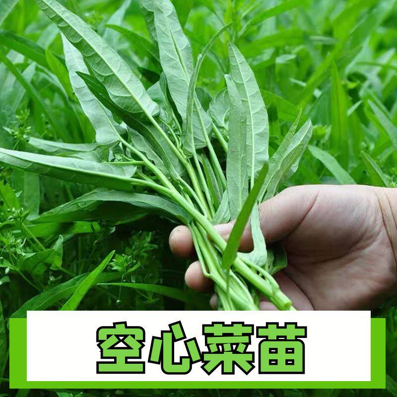 柳叶空心菜苗子空心菜种子
