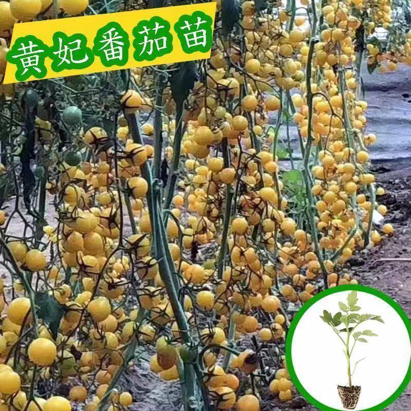 黄妃小番茄苗种子日本进