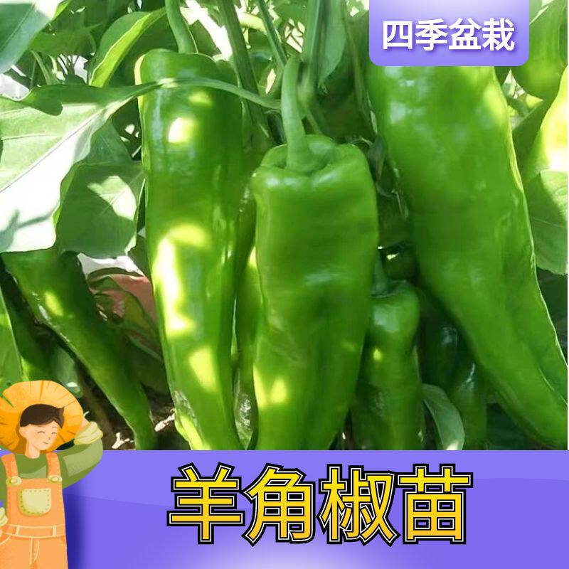 高产羊角椒秧苗四季正宗苗子