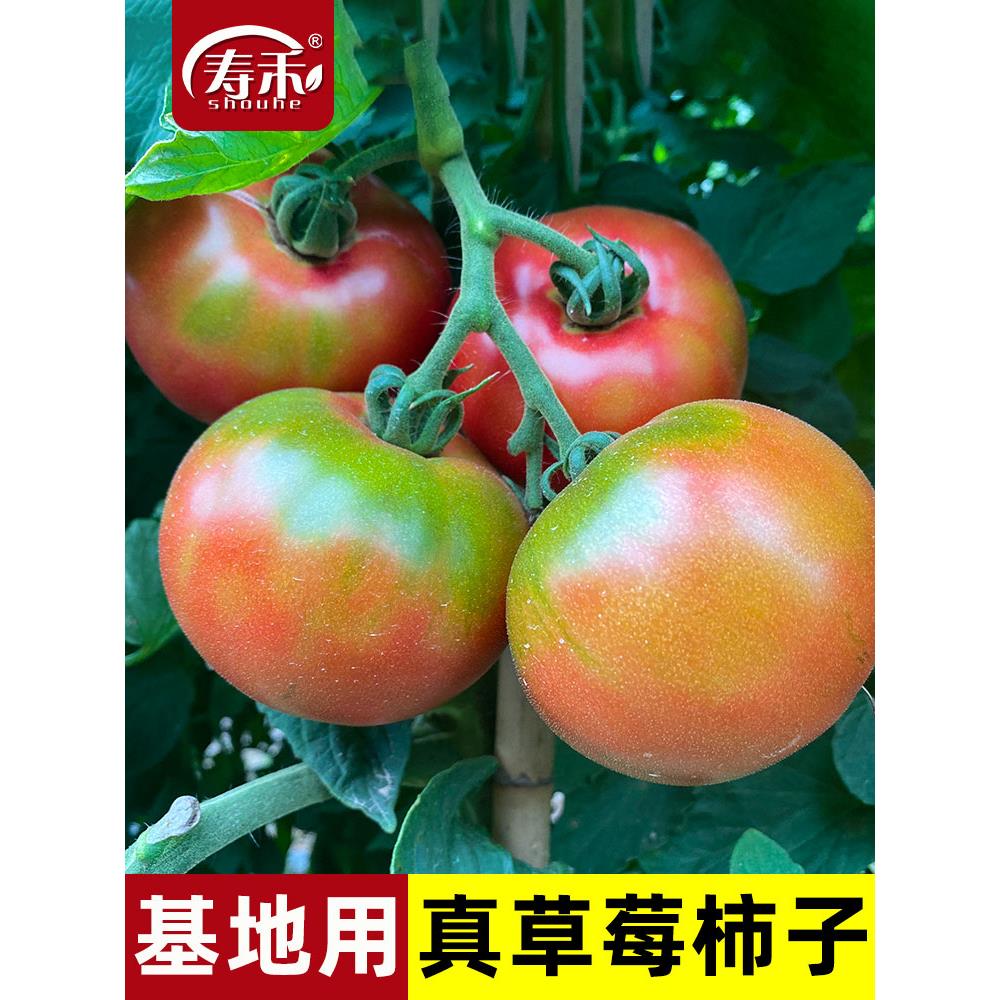 水果番茄种子孑草莓柿铁皮