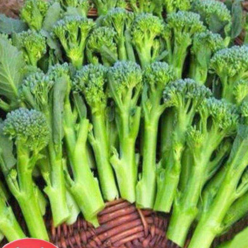 正宗西兰苔种子绿四季洋芥