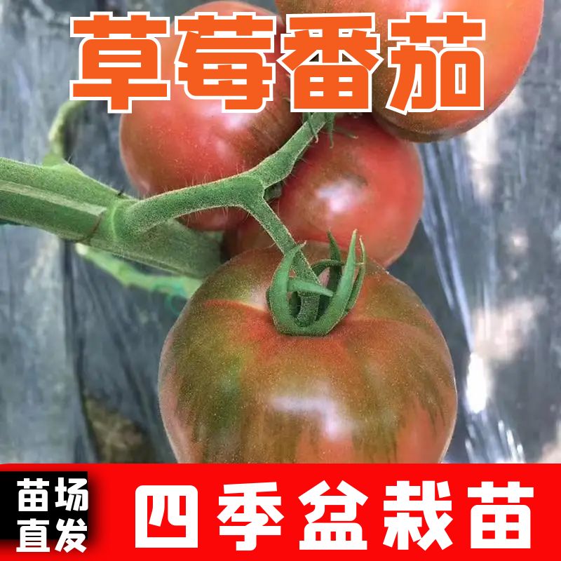 草莓西红柿苗东北铁皮子口