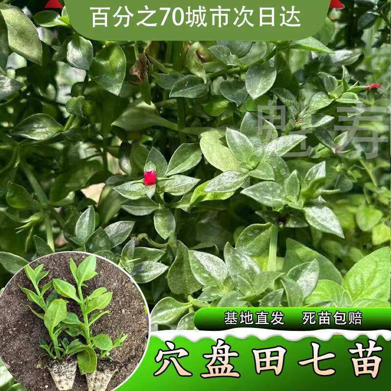 田七种苗秧食用保健菜特色