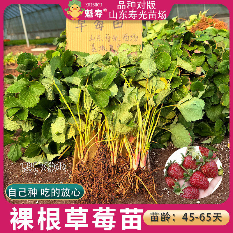 基地直发新品种草莓苗奶油