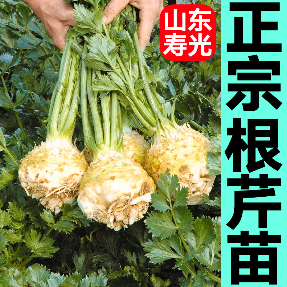 寿光正宗根芹苗秧穴盘皇后