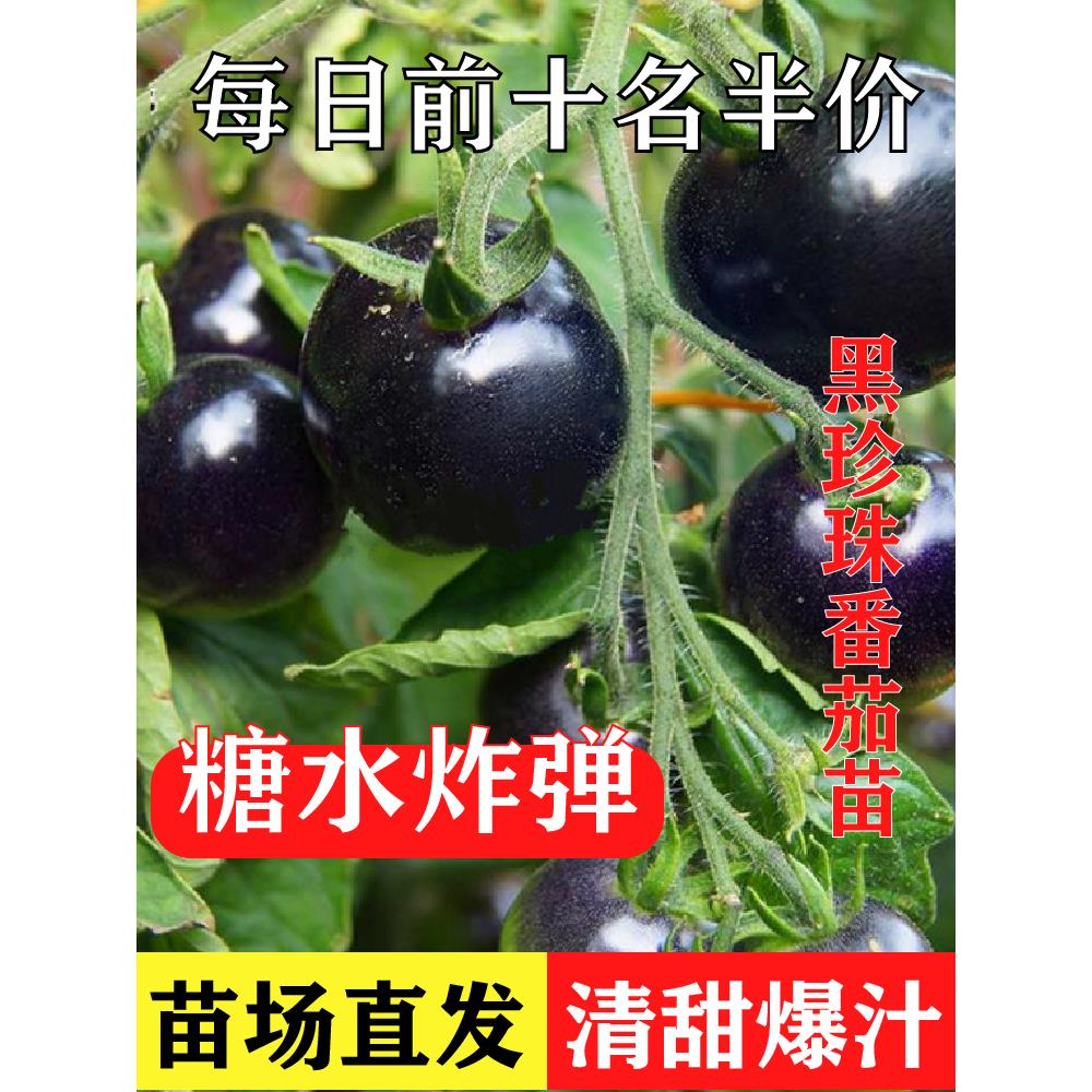 【黑紫番茄苗】四季优质种