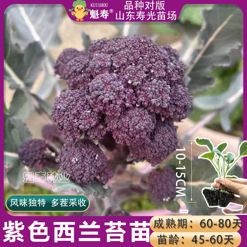 紫色西兰苔苗西兰花苗寿光松花菜苗绿甘蓝包菜秧苗蔬菜苗四季阳台