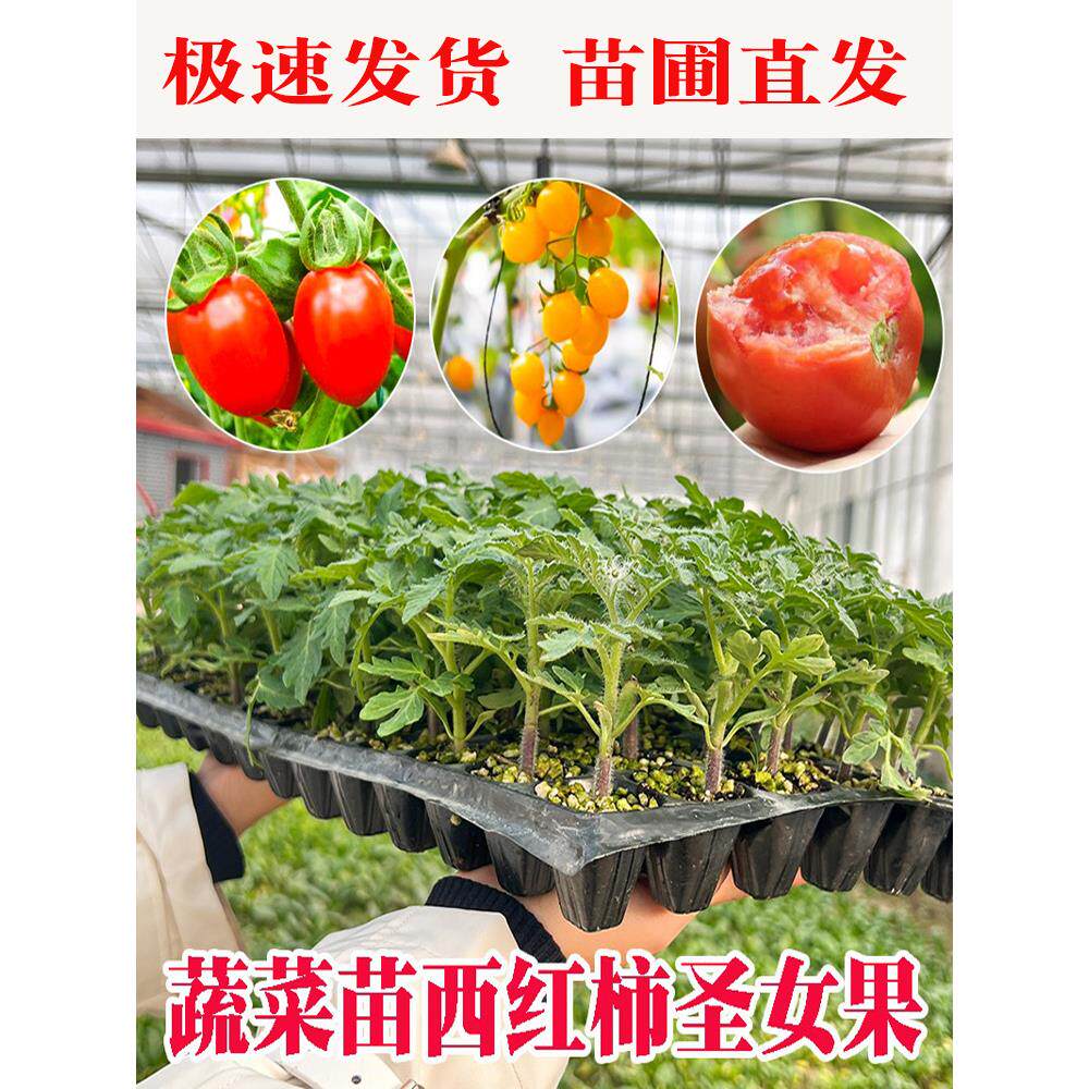 番茄苗圣女果西红柿子辣椒