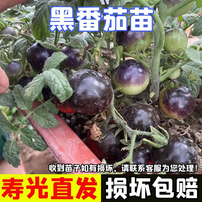 黑番茄苗黑西红柿秧苗西黑柿苗