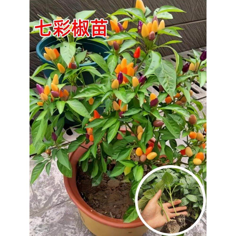 七彩辣椒苗秧五泡食用观赏