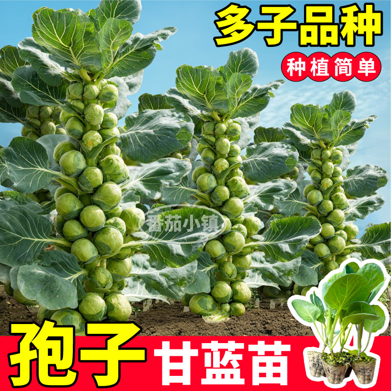 四季高产孢子甘蓝苗秧紫卷