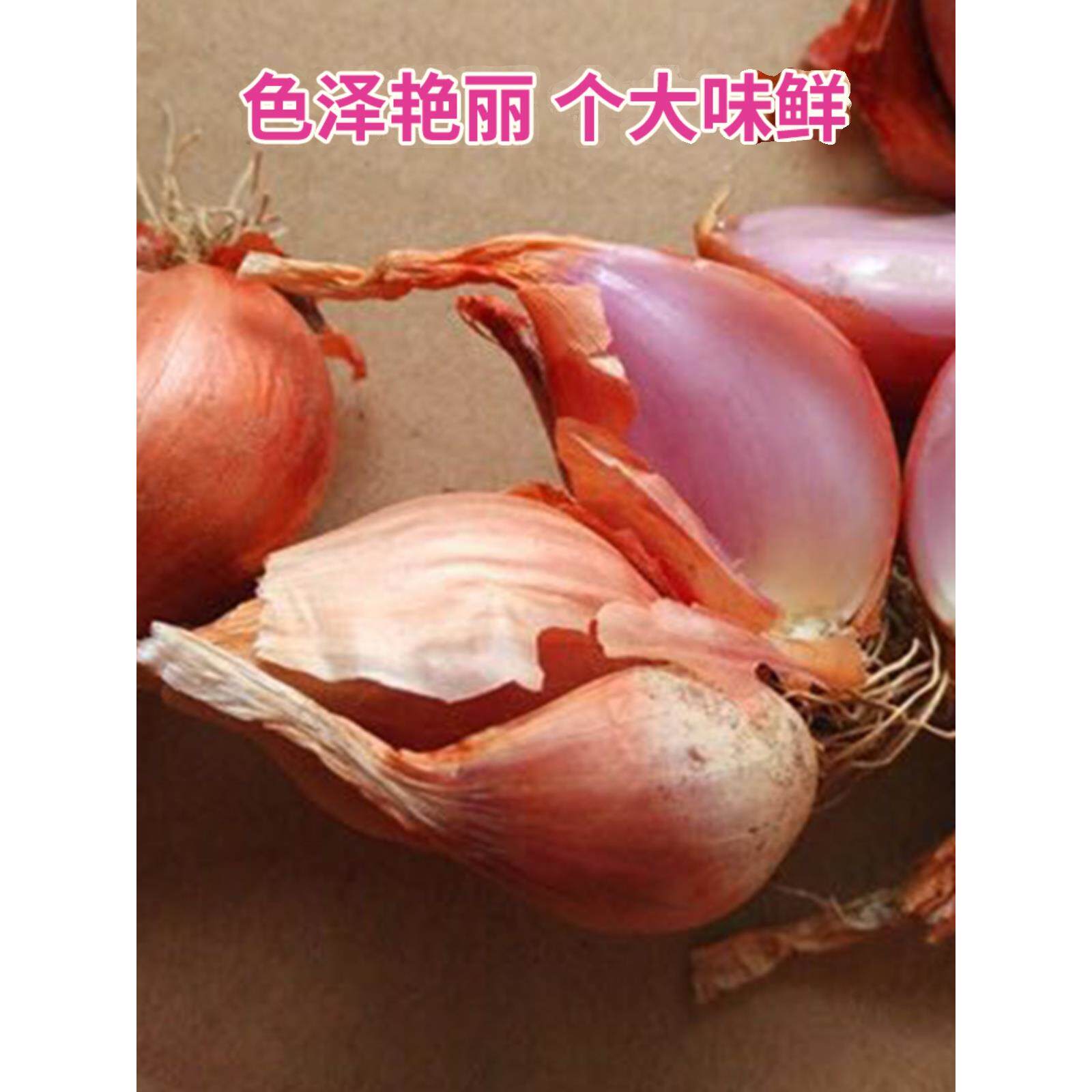 苏北农家新鲜红葱头种子盆